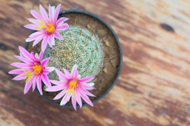 Kaktüs eski ahşap masa üzerinde tencerede Pembe çiçek