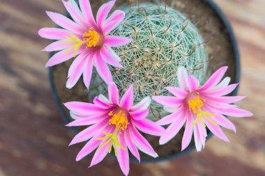 Kaktüs eski ahşap masa üzerinde tencerede Pembe çiçek