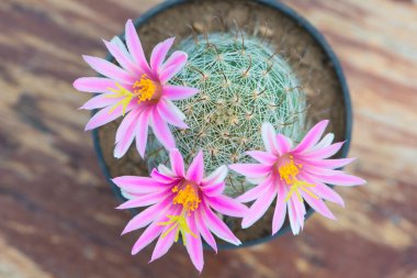 Kaktüs eski ahşap masa üzerinde tencerede Pembe çiçek
