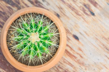 Çiçek saksısında kaktüs