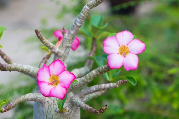 Adenium nebo pouštní růže květ — Stock fotografie