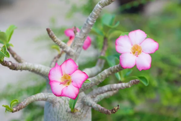 Adenium obesum ou flor de rosa do deserto — Fotografia de Stock