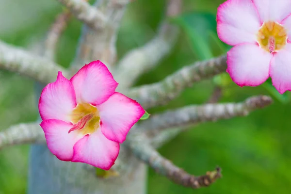 Adenium obesum ou flor de rosa do deserto — Fotografia de Stock