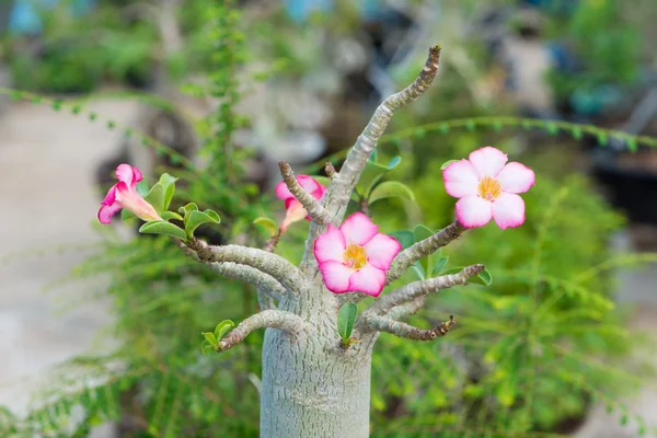 Adenium obesum or desert rose flower — Stock Photo, Image