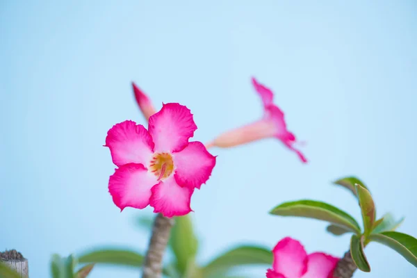 Adenium nebo pouštní růže květ — Stock fotografie