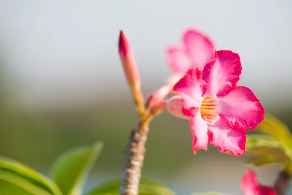 Adenium nebo pouštní růže květ — Stock fotografie