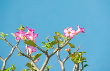 Adenium veya çöl çiçek gül