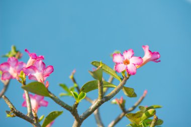 Adenium veya çöl çiçek gül