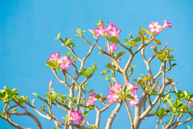 Adenium veya çöl çiçek gül