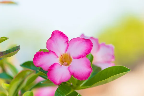 Adenium eller desert rose flower — Stockfoto