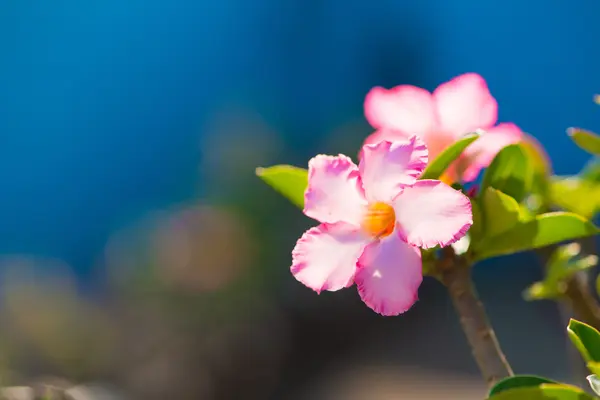 Adenium nebo pouštní růže květ — Stock fotografie