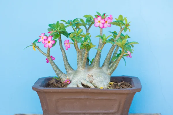 Adenium ou rosa do deserto no potenciômetro da flor — Fotografia de Stock