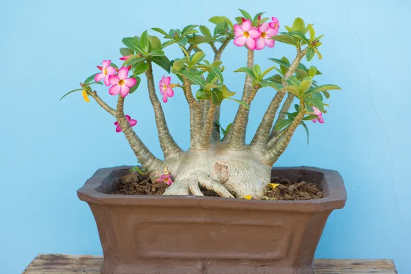Adenium or desert rose in flower pot — Stock Photo, Image