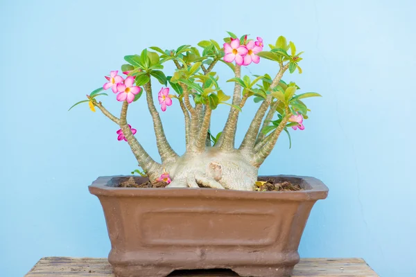 Adenium 또는 사막 장미 꽃 냄비에 — 스톡 사진
