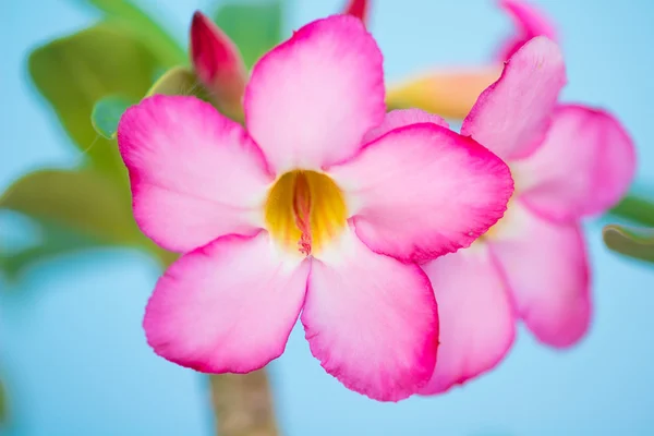 Adenium eller desert rose i blomkruka — Stockfoto