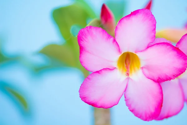 Adenium nebo pouštní růže květ — Stock fotografie