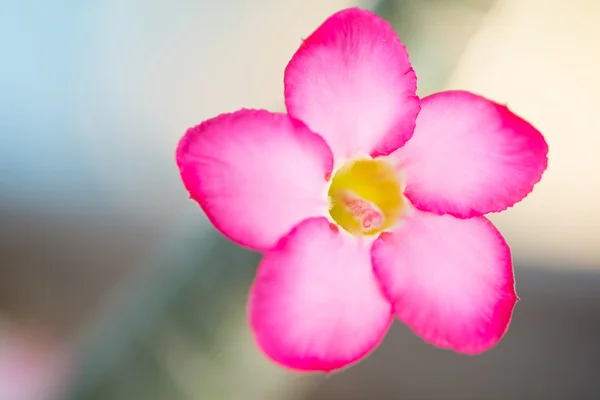 Adenium eller desert rose flower — Stockfoto