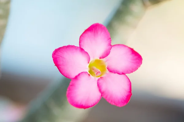 Adenium nebo pouštní růže květ — Stock fotografie