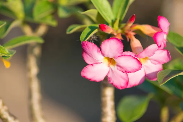 Adenium or desert rose flower — Stock Photo, Image