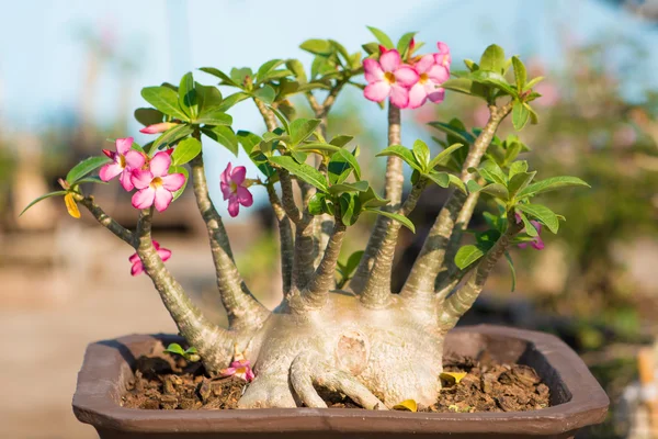 Adenium nebo pouštní růže v květináč Stock Obrázky
