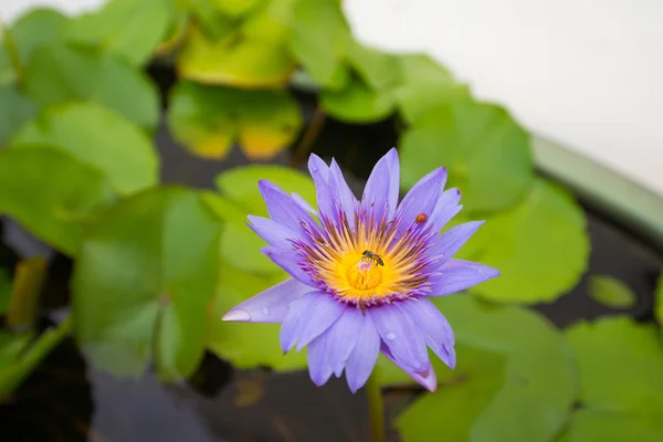 Hermosa agua púrpura Lirio y hojas verdes — Foto de Stock