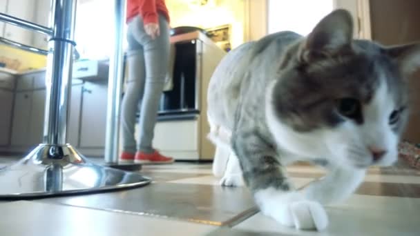 Gato jugando y cazando un juguete de ratón — Vídeo de stock