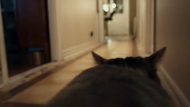 Gato observando el interior de la casa — Vídeos de Stock