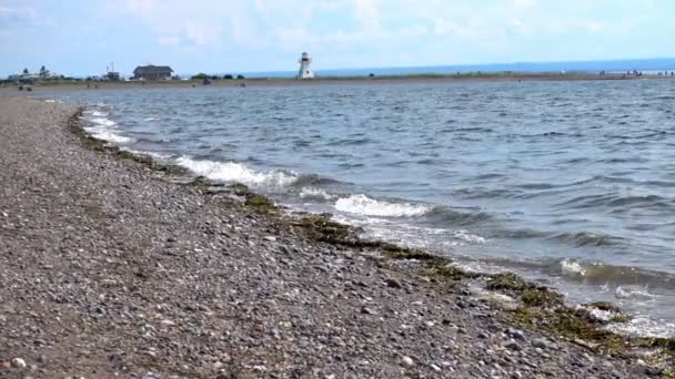 Pobrzeże falach i glonów — Wideo stockowe