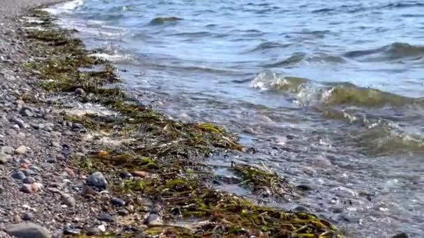 Seashore Waves and Algae — Stock Video