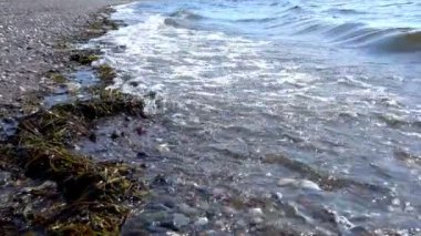 Deniz kıyısı dalgalar ve yosun