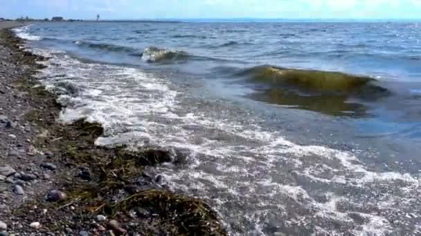 Ondas de mar y algas — Vídeos de Stock