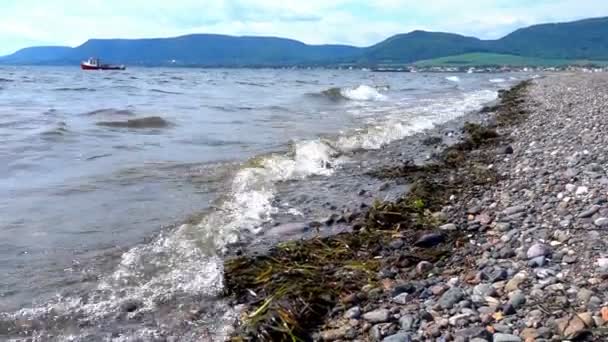 Морские волны и водоросли — стоковое видео