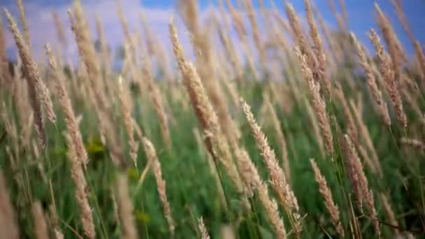 Groene planten en bloemen in de wind bewegen — Stockvideo