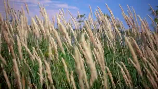 Plantas verdes y flores moviéndose en el viento — Vídeo de stock