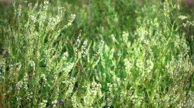 yeşil bitkiler ve çiçekler rüzgarda taşıma