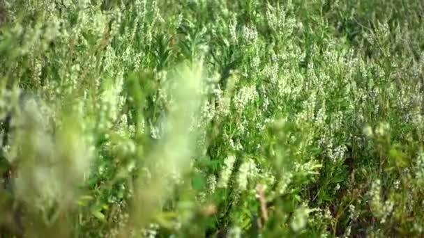 Plantas verdes y flores moviéndose en el viento — Vídeos de Stock