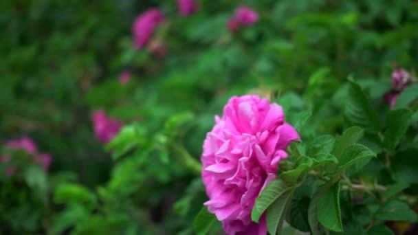 Struiken van wild roze rozen — Stockvideo