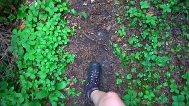 Mulher caminhando no caminho da floresta — Vídeo de Stock