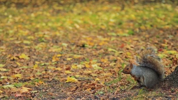 Ardillas pasea en el parque de otoño — Vídeos de Stock