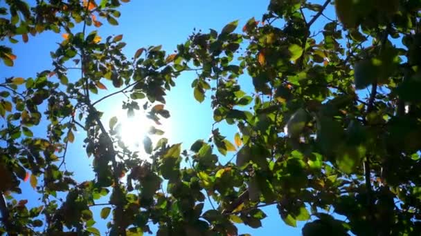Солнечный свет сквозь ветви и листья — стоковое видео