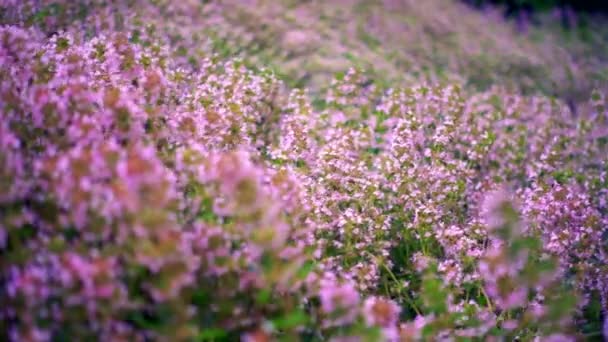 Поле тимьяновых цветов — стоковое видео