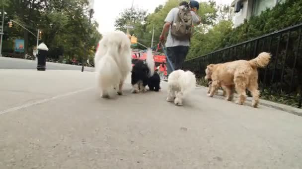 New York 'ta Central Park' a yakın bir yerde, kaldırımda bir sürü farklı köpek gezdiriyordu.. — Stok video