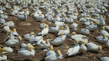 Perc, Qc 'deki Sümsük Kuşlarının Sesiyle Gerçek Zaman.