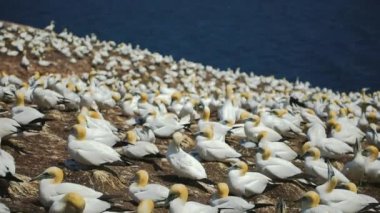 Perc, Qc 'deki Sümsük Kuşlarının Sesiyle Gerçek Zaman.