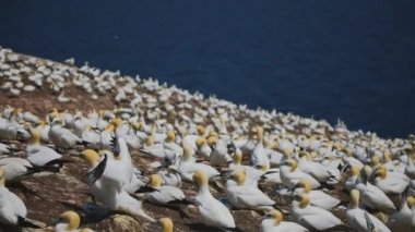 Perc, Qc 'deki Sümsük Kuşlarının Sesiyle Gerçek Zaman.