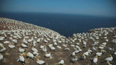 Perc, Qc 'deki Sümsük Kuşlarının Sesiyle Gerçek Zaman.