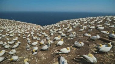 Perc, Qc 'deki Sümsük Kuşlarının Sesiyle Gerçek Zaman.