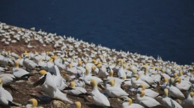 Perc, Qc 'deki Büyük Sümsük Kuşlarının Yavaş Hareketi.