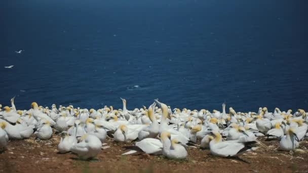 Real Time With Audio of Gannets Populacja w Perc, Qc. — Wideo stockowe