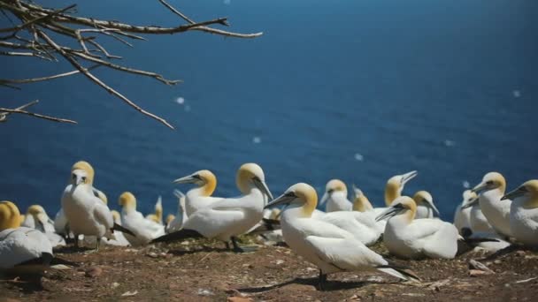 Real Time With Audio of Gannets Populace in Perc, Qc. — Stock video